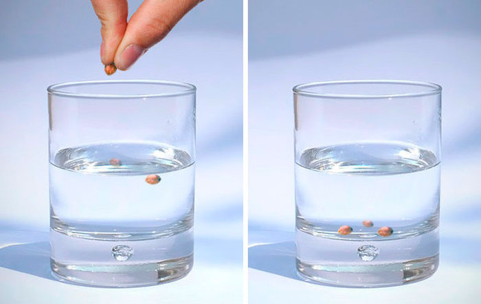 проращивание семян конопли