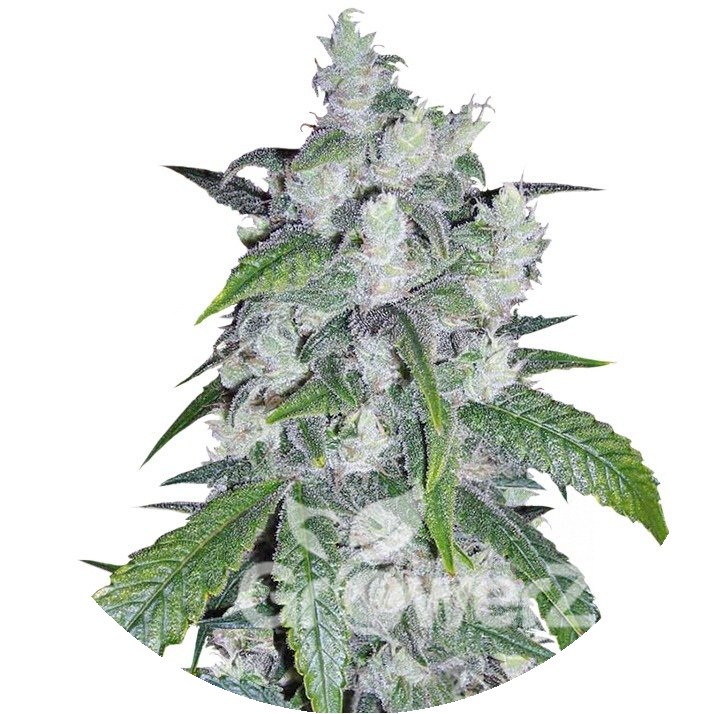 семена канабиса Bruce Banner